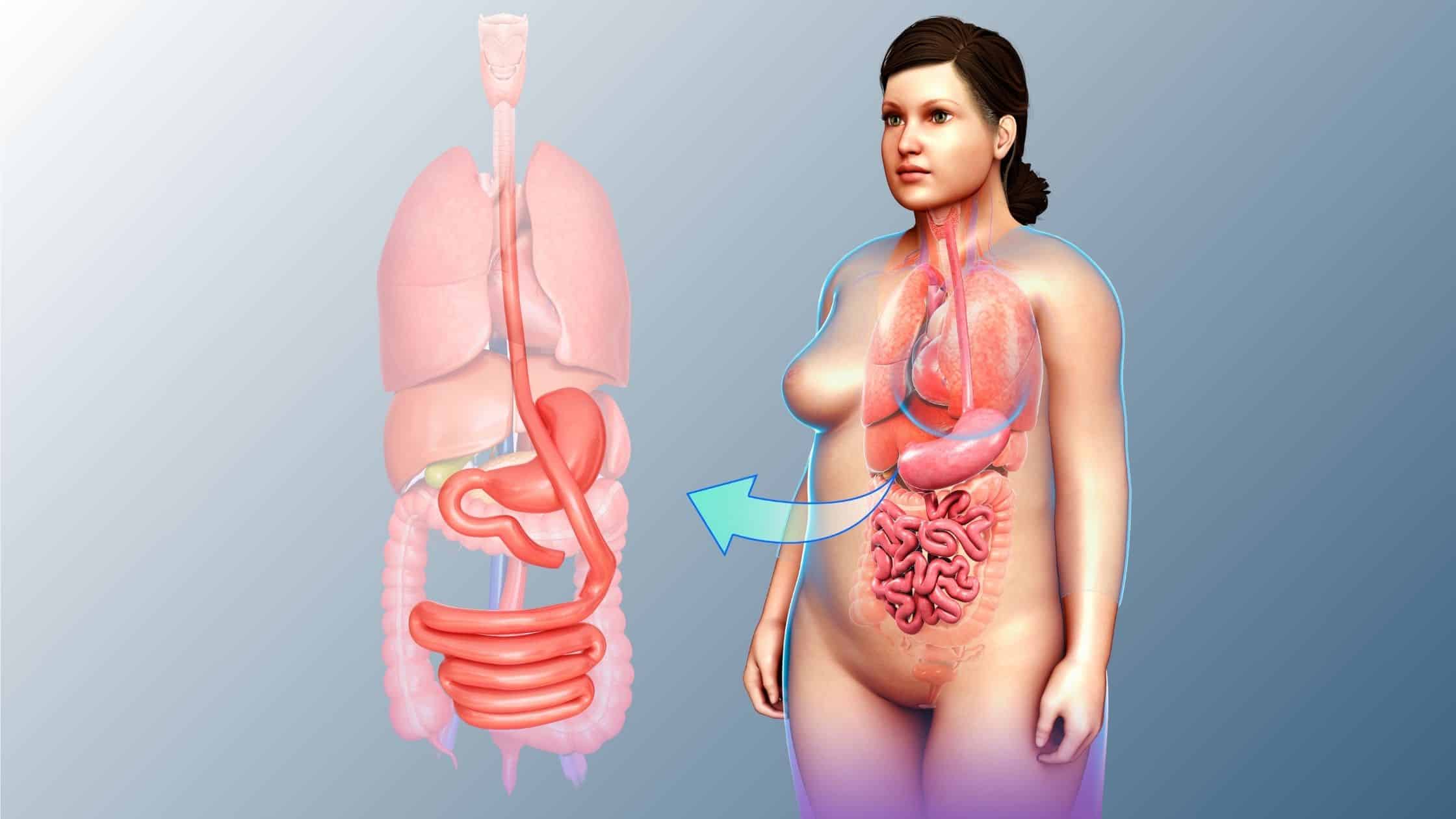 Ilustração de uma mulher destacando os órgãos internos, incluindo o estômago e intestinos, para explicar os procedimentos de cirurgia bariátrica como bypass gástrico, sleeve gástrico e banda gástrica ajustável.